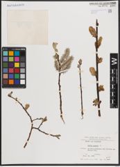 Foto von Salix caprea L.